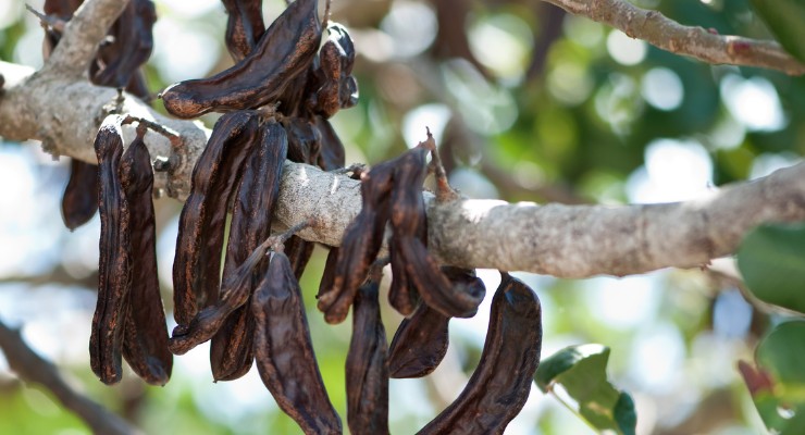 Hojas de algarrobo, que contienen D-Chiro Inositol