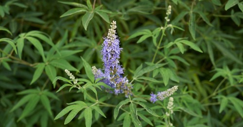 Foto da planta vitex agnus castus que ajuda a reduzir o inchaço menstrual