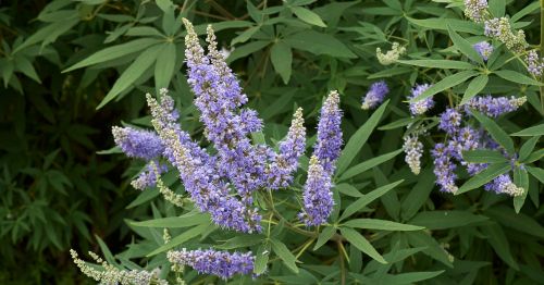 Planta de vitex agnus castus