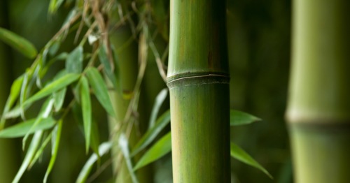 Árbore de bambu