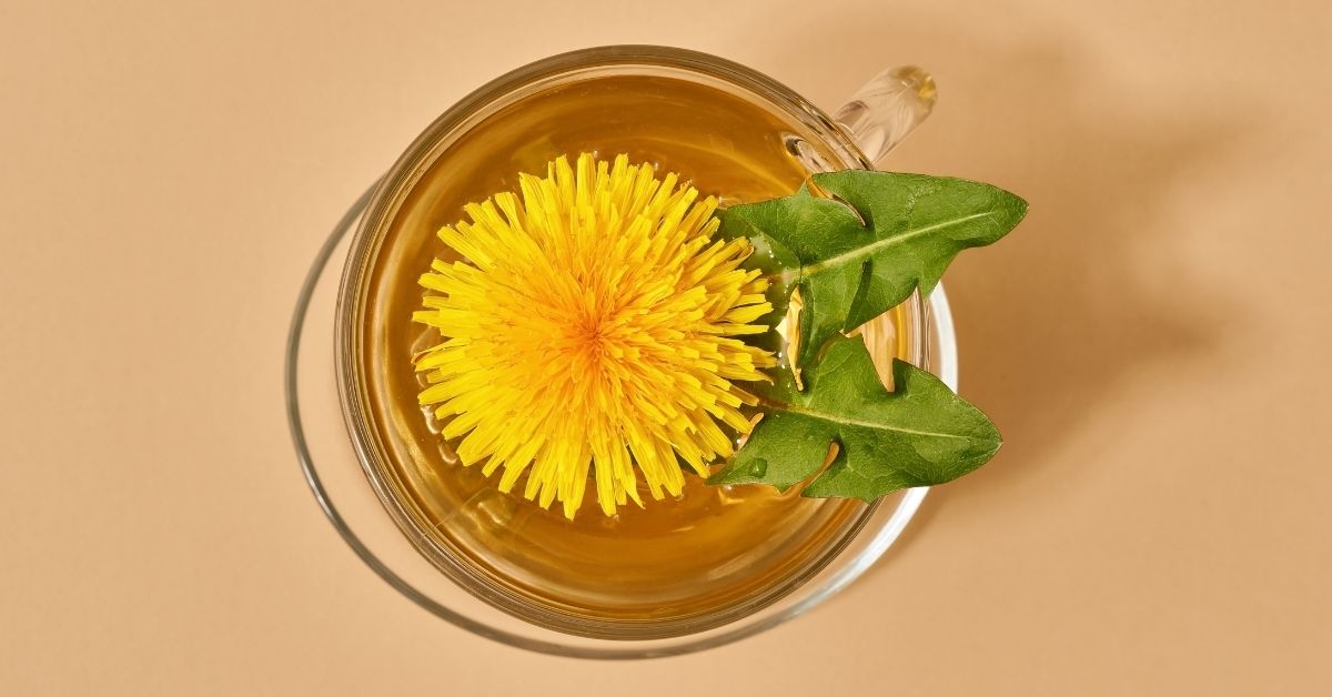 Imagem de destaque chá de dente-de-leão