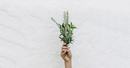 existen-remedios-naturales-para-la-ansiedad---mano-agarrando-plantas