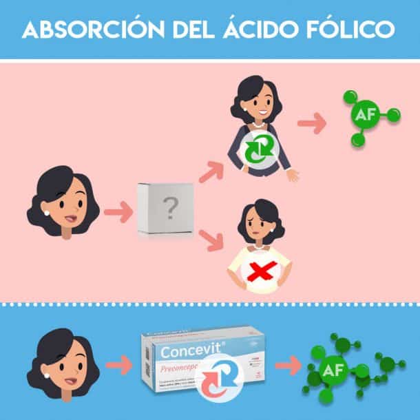 infografía sobre el proceso de absorción del ácido fólico