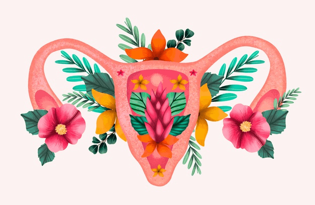 Ilustración de útero y ovarios con flores representando los cambios en el flujo en la menopausia
