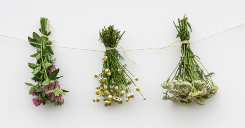 Foto de tres flores, uno de los remedios caseros empleados para aliviar los sofocos en la menopausia.