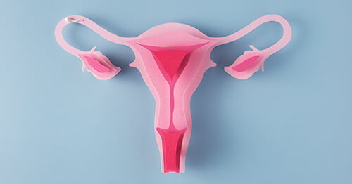 Sistema reproductor femenino y ciclo menstrual