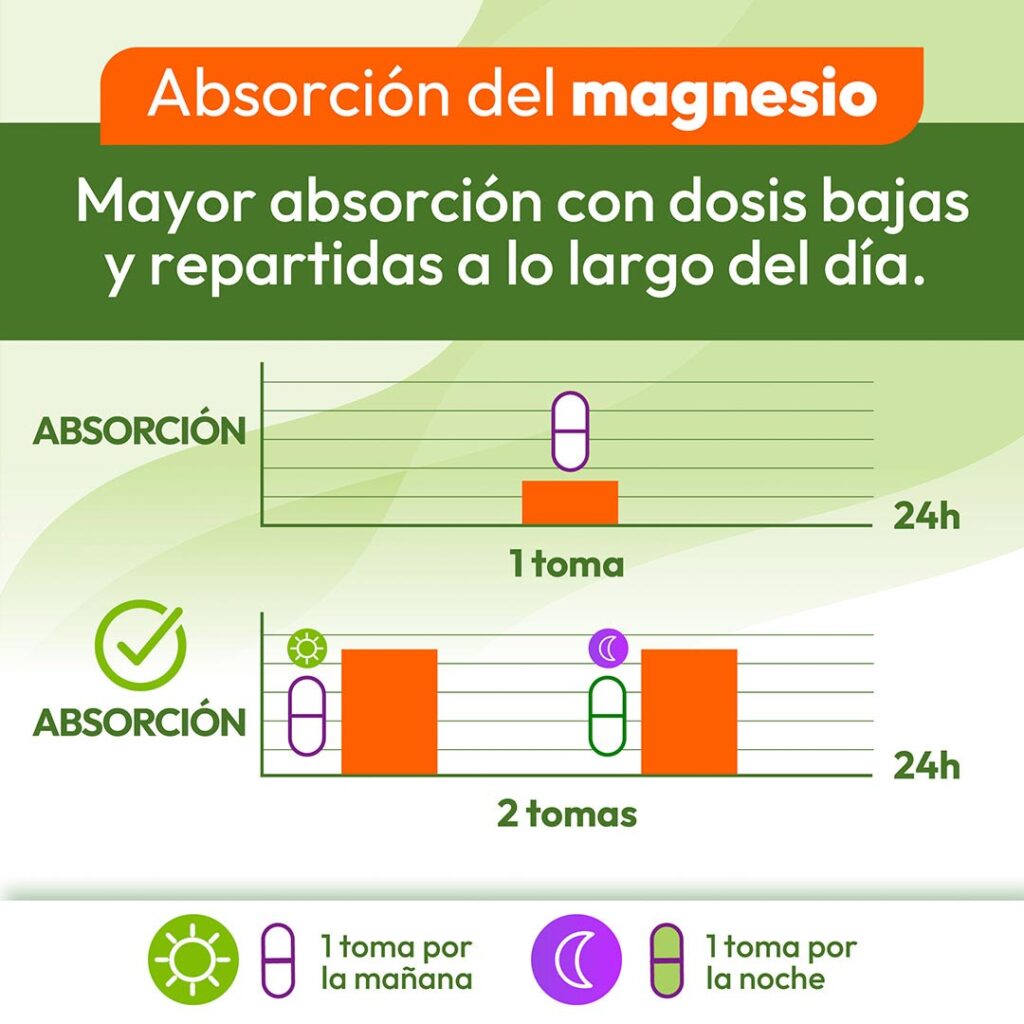 Tabla explicativa de cómo Animafort® Cronomag mejora la absorción del magnesio al tomar 2 cápsulas durante el día