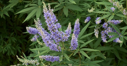 Imagen de vitex agnus castus, una planta medicinal para el Síndrome Premenstrual