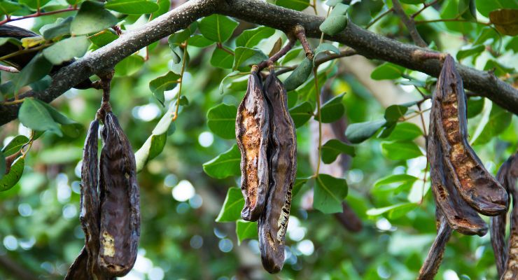 Vainas de algarrobo, una fuente de inositol